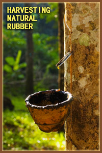 rubber-tree-02.jpeg